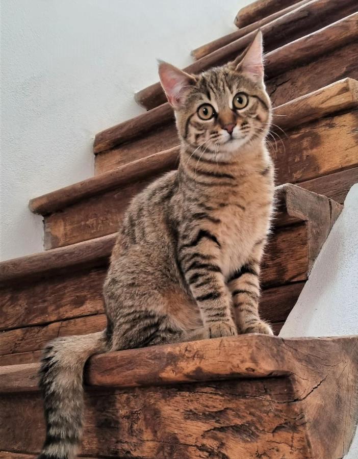 Meznarija Radovljica Lägenhet Exteriör bild